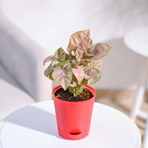 Syngonium Pink