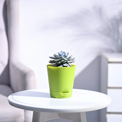 Echeveria Subsesilis Hybrid Silver