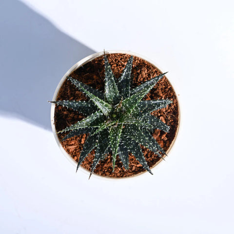 Aloe Pepe
