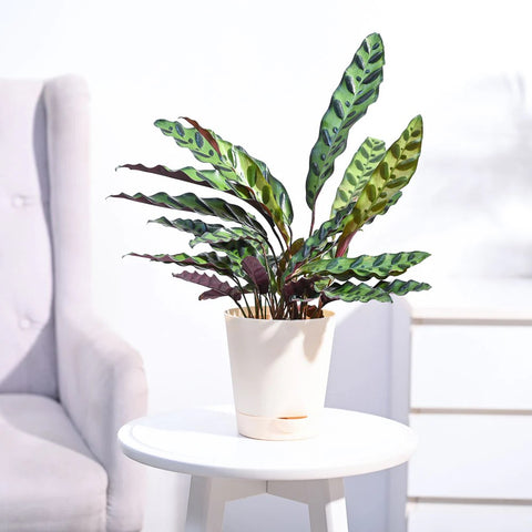 Calathea Rattlesnake