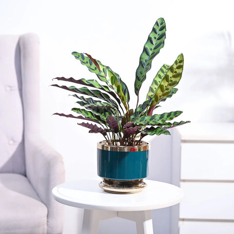 Calathea Rattlesnake