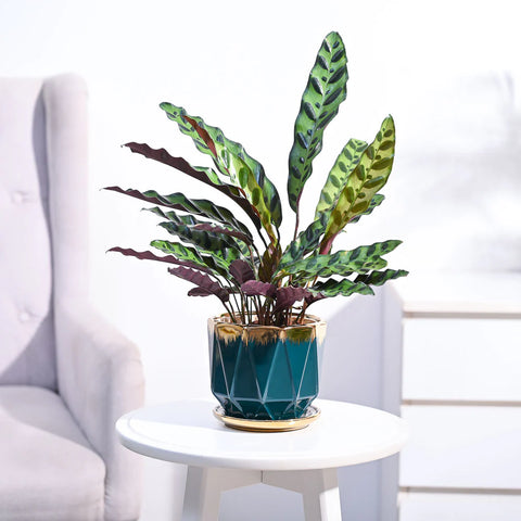 Calathea Rattlesnake