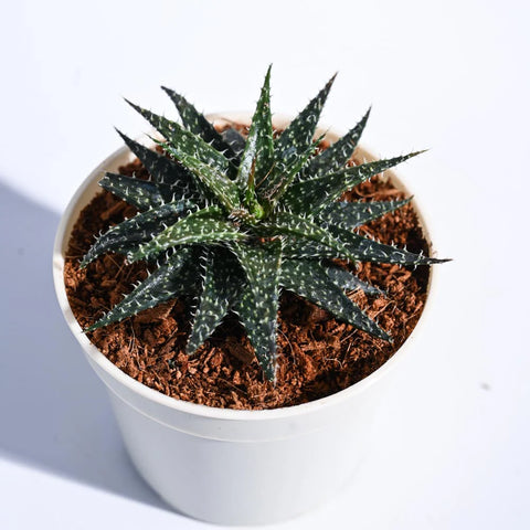 Aloe Pepe