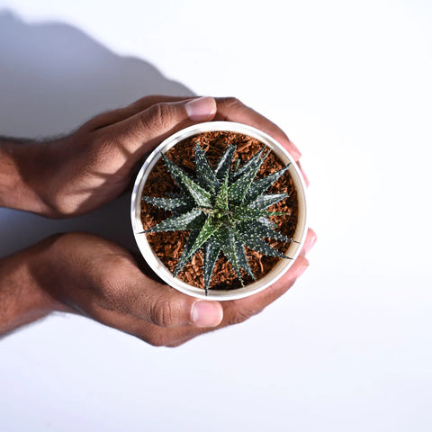 Aloe Pepe