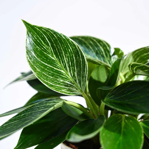 Philodendron Birkin