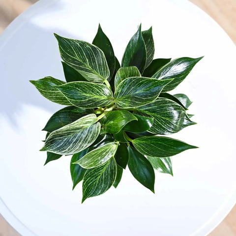 Philodendron Birkin
