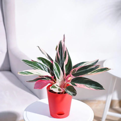 Stromanthe Triostar