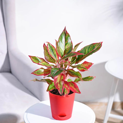 Aglaonema Siam Aurora