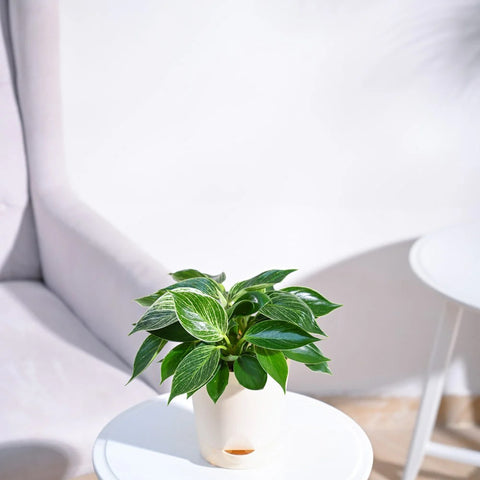 Philodendron Birkin