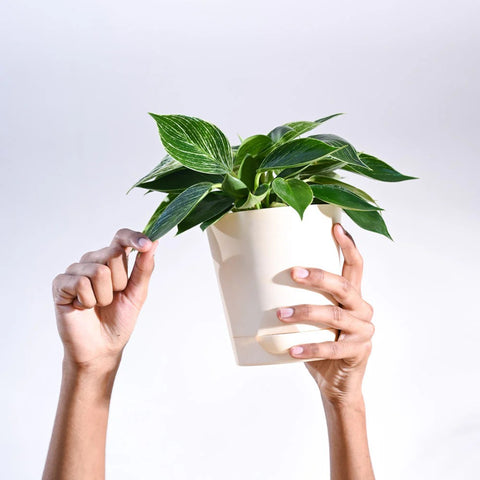 Philodendron Birkin