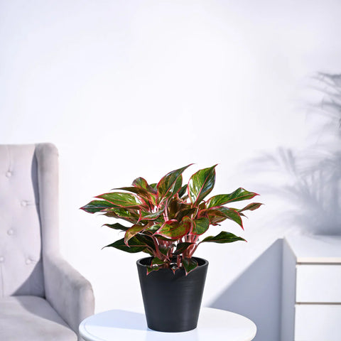 Aglaonema Siam Aurora