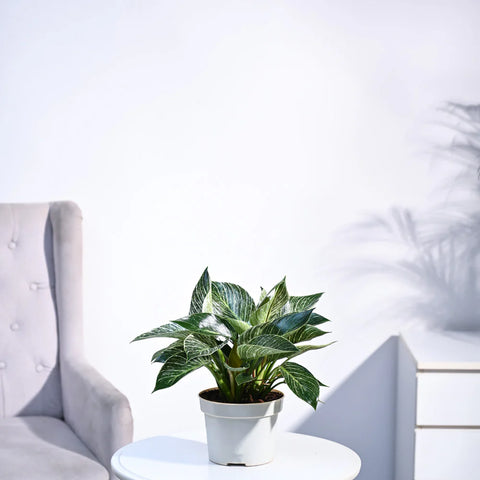 Philodendron Birkin