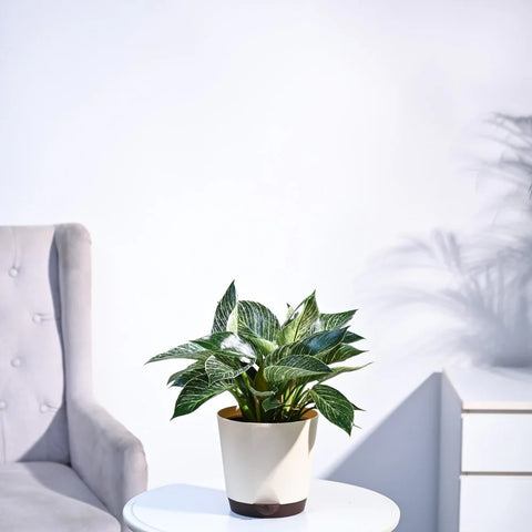 Philodendron Birkin