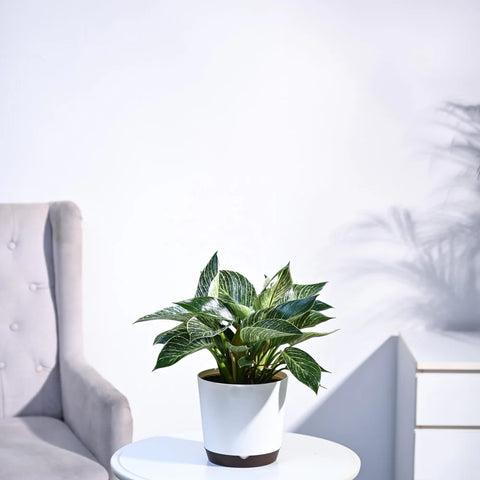 Philodendron Birkin