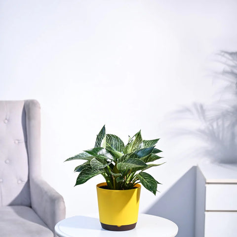 Philodendron Birkin