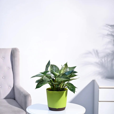 Philodendron Birkin