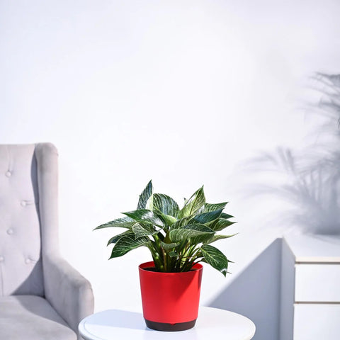Philodendron Birkin