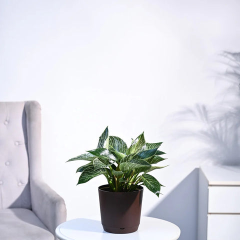 Philodendron Birkin