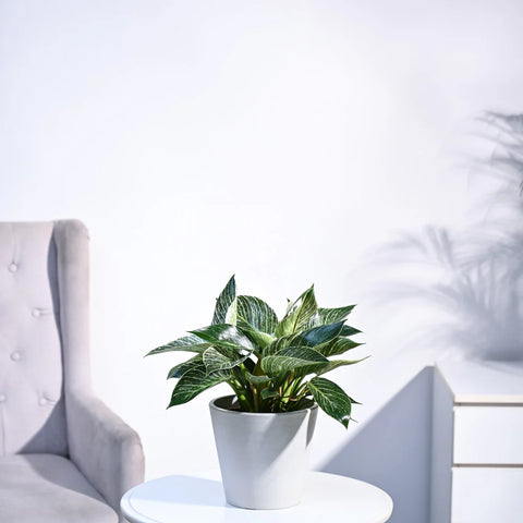 Philodendron Birkin
