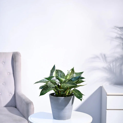 Philodendron Birkin