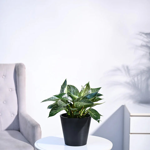 Philodendron Birkin