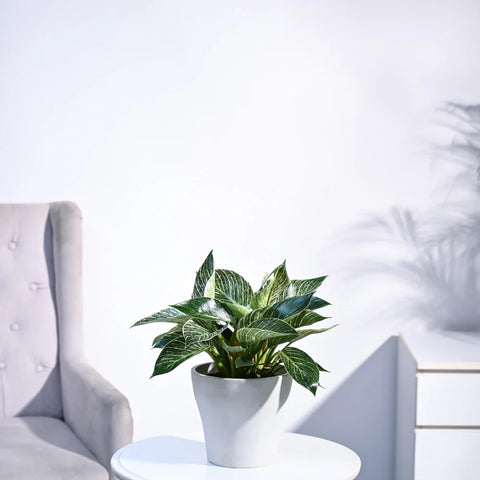 Philodendron Birkin
