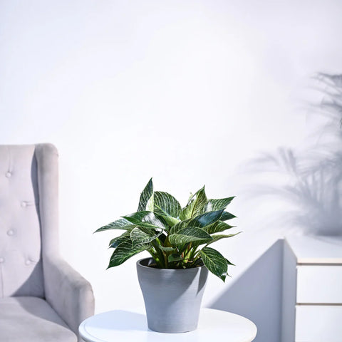 Philodendron Birkin