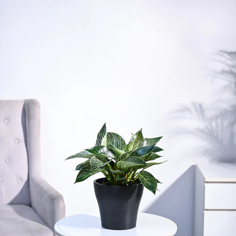 Philodendron Birkin
