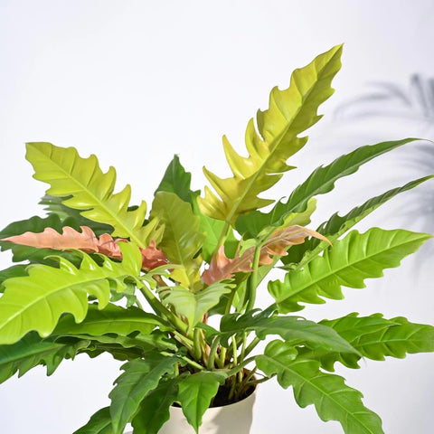 Philodendron Pluto Golden