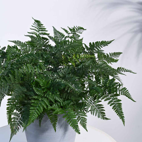 Rabbit's Foot Fern