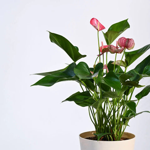 Anthurium Livium