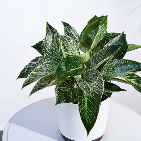 Philodendron Birkin