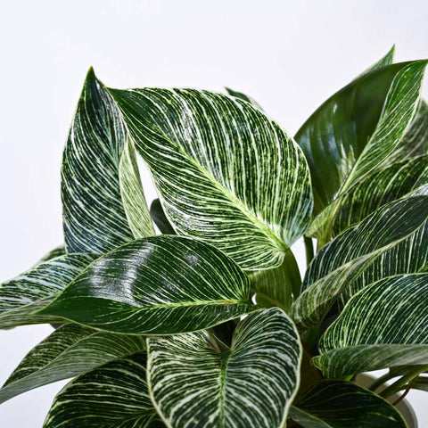 Philodendron Birkin