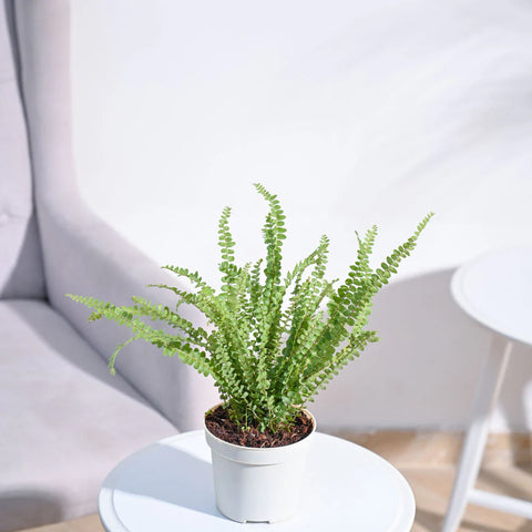Button Fern