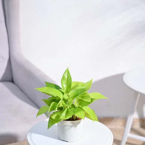 Money Plant Golden