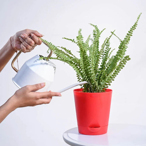 Button Fern