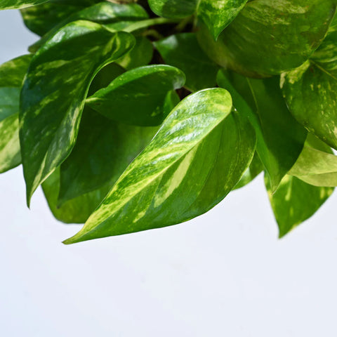 Money Plant Variegated