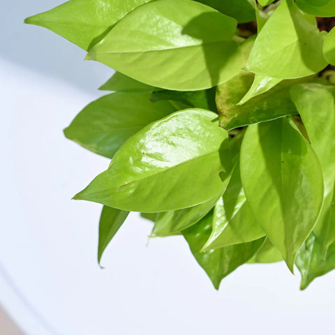 Money Plant Golden