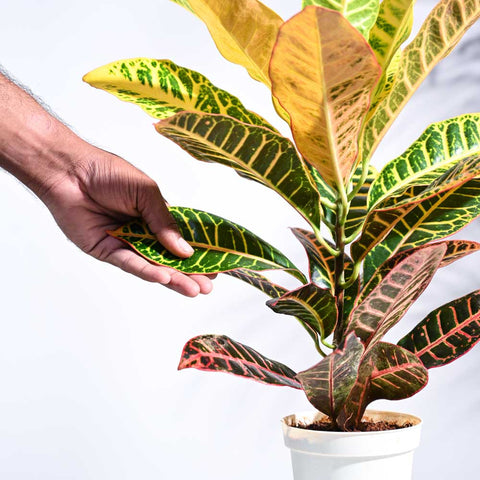 Croton Petra