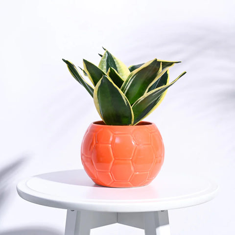 Football Ceramic Pot