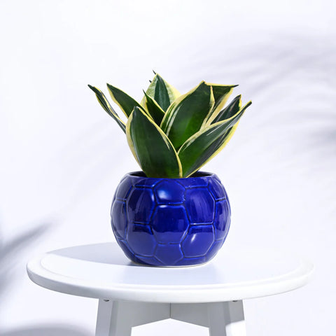 Football Ceramic Pot