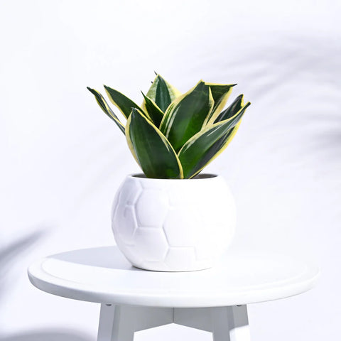 Football Ceramic Pot