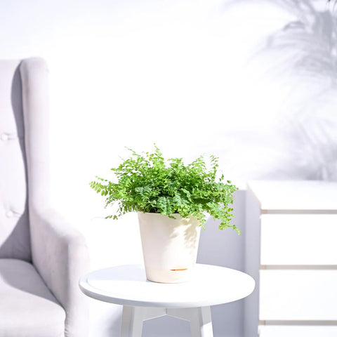 Boston Compacta Fern