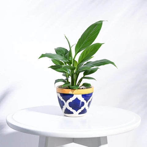 Boggy Ceramic Pot