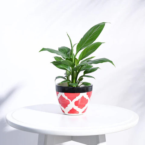 Boggy Ceramic Pot