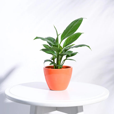 Boggy Ceramic Pot