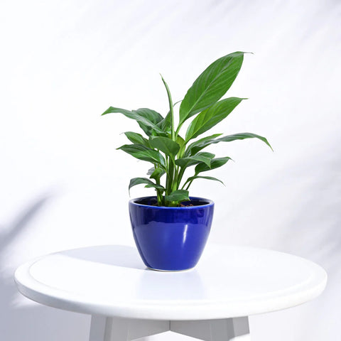 Boggy Ceramic Pot