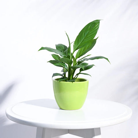 Boggy Ceramic Pot