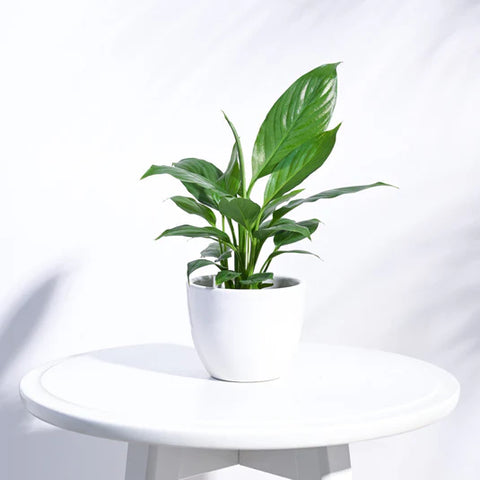 Boggy Ceramic Pot