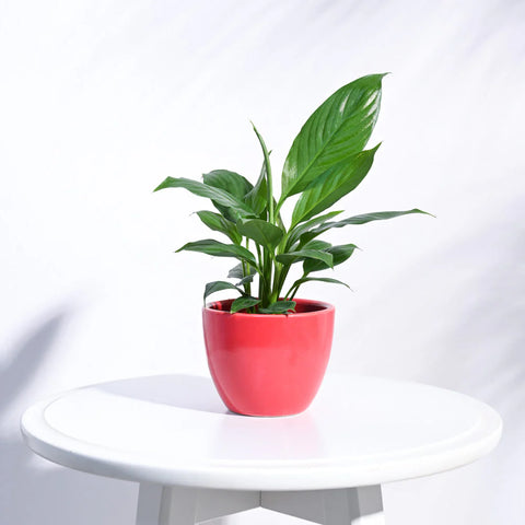 Boggy Ceramic Pot